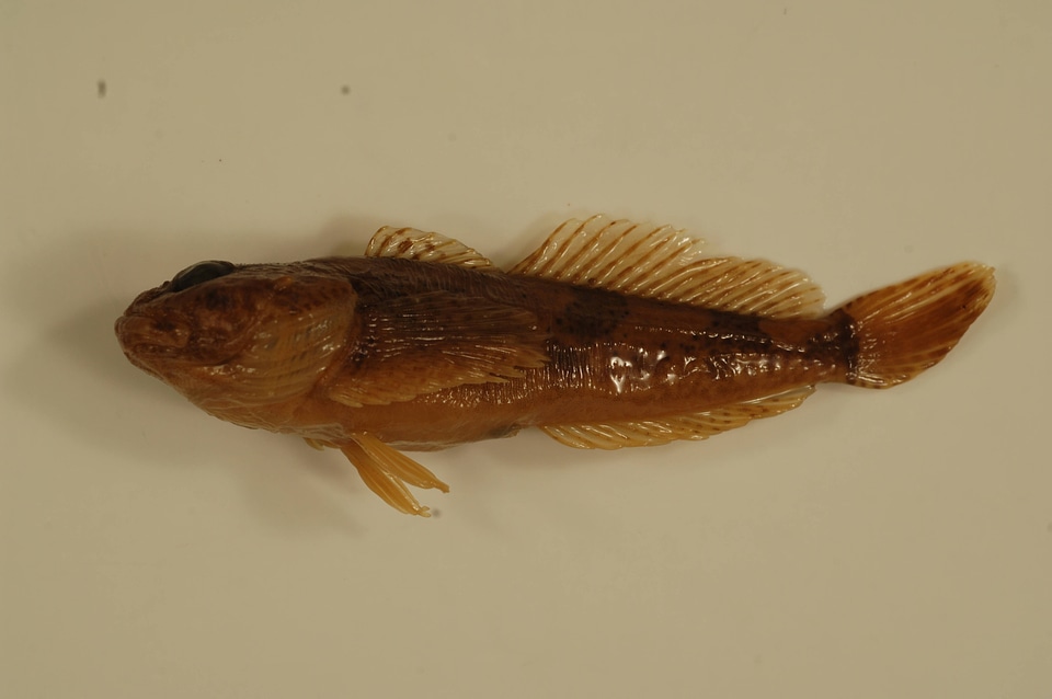 Cottus carolinae-1