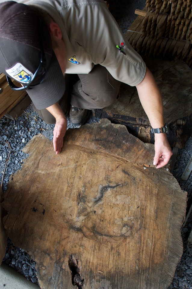 Service employee measures a crosssection of a Longleaf Pine tree