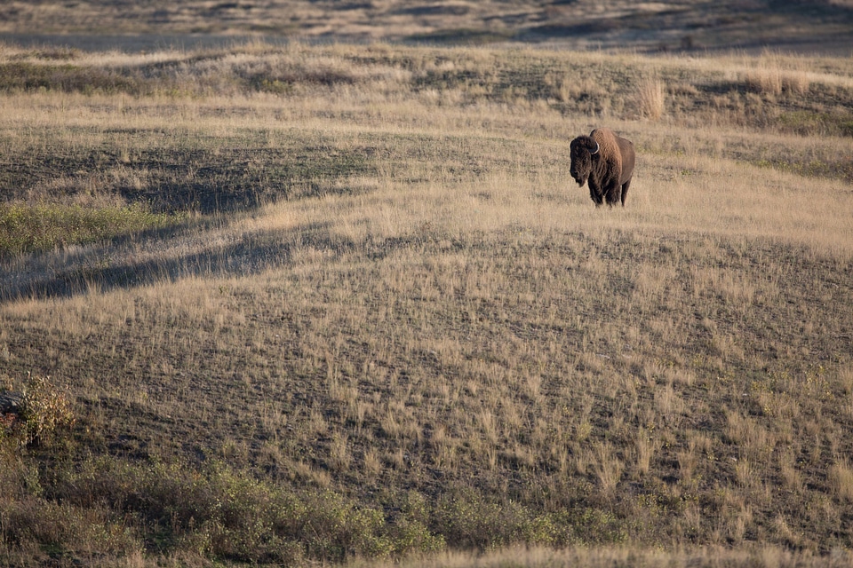 Bison in grassland