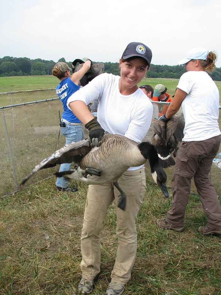Forsythe intern Canada goose banding-1