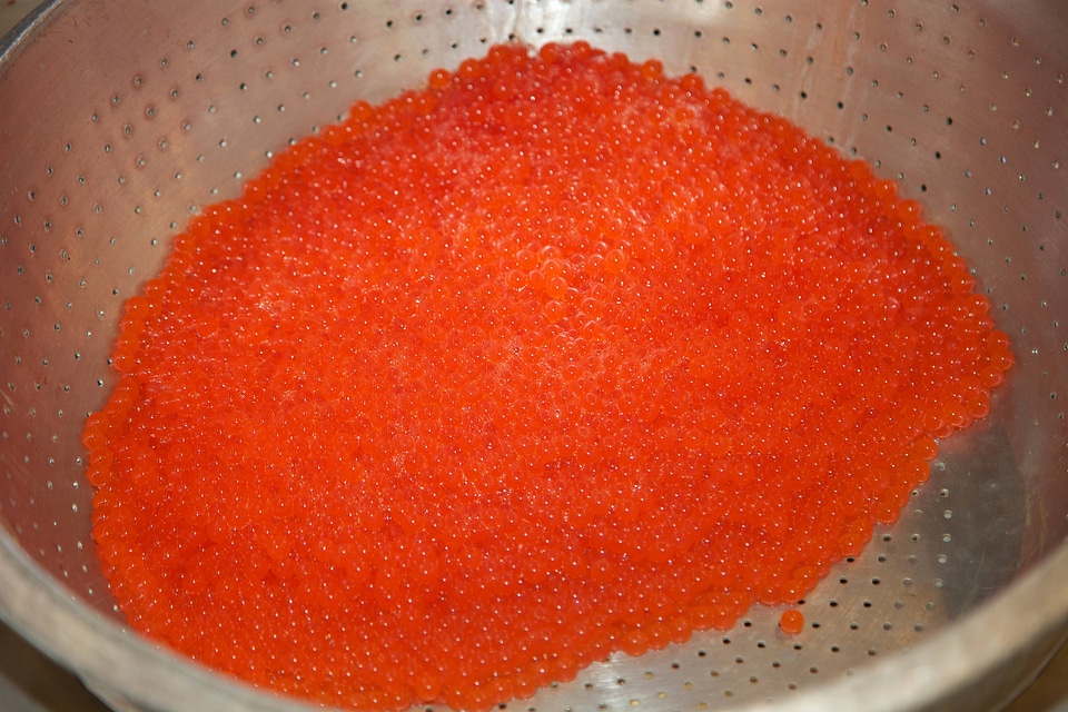 Container of salmon eggs at Spring Creek National Fish Hatchery