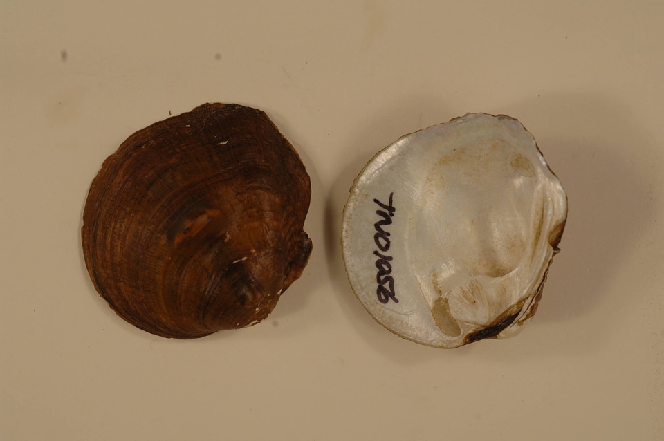 Obliquaria reflexa-6