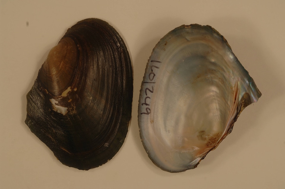 Potamilus alatus-1