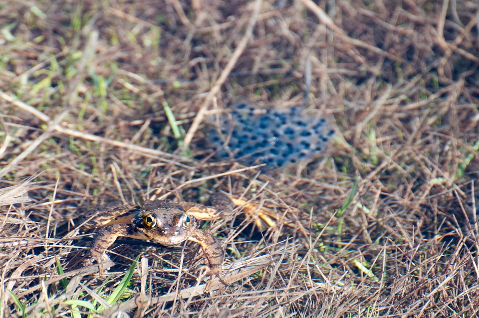 Mountain yellow-legged frog and eggs
