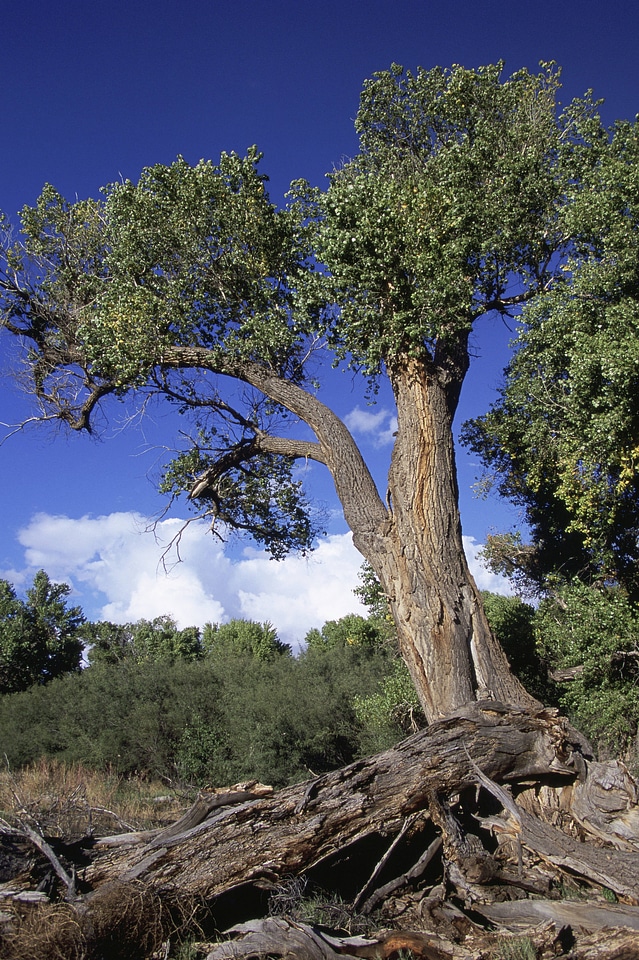 San Bernardino National Wildlife Refuge
