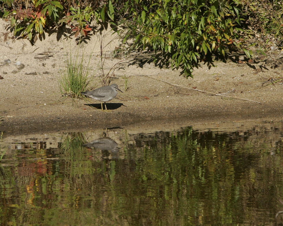 Wandering Tattler at Sithylemenkat Lake
