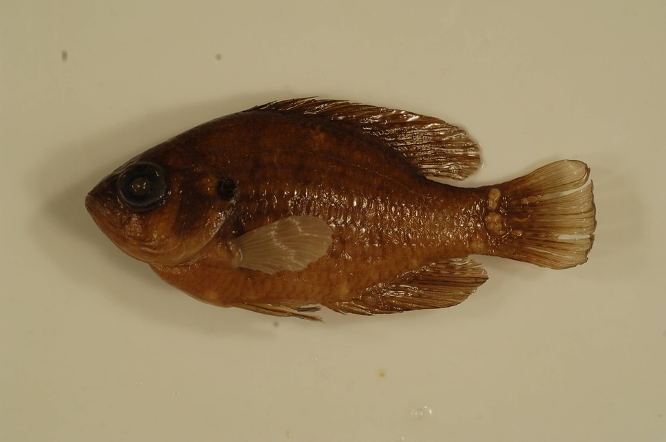Enneacanthus gloriosus-1