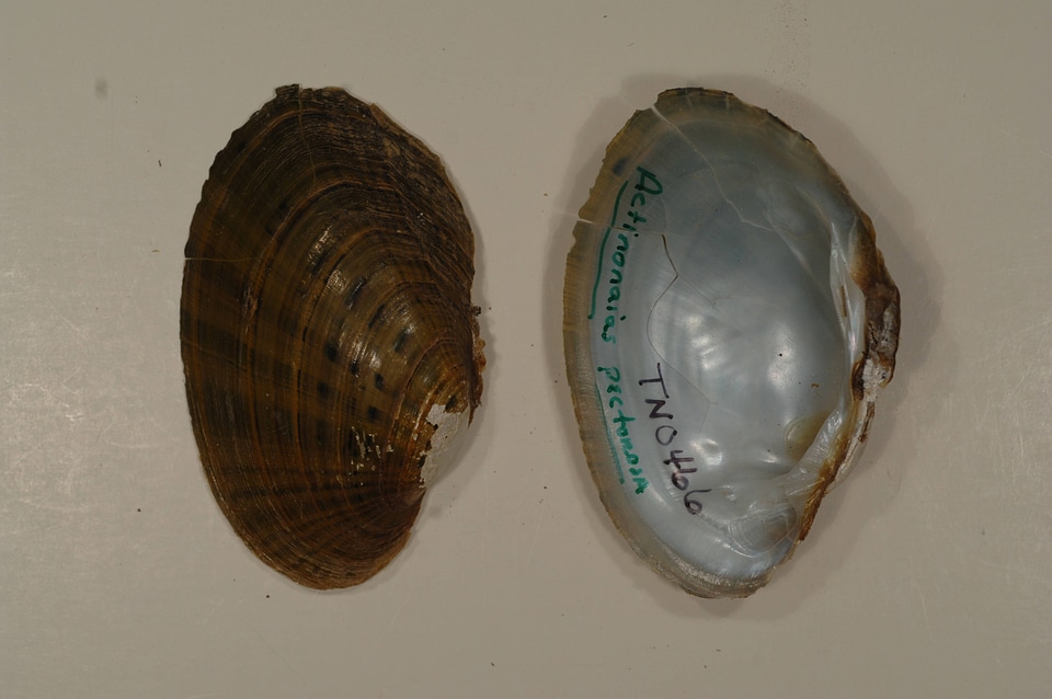Ortmanniana pectorosa-1