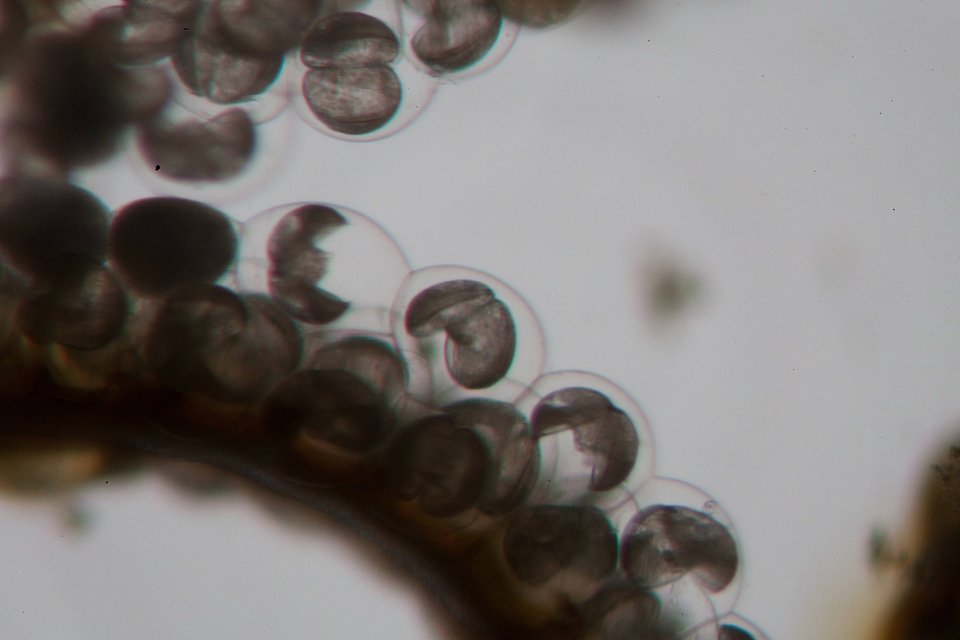 Freshwater mussel conglutinates