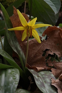 Trout lily-1 photo