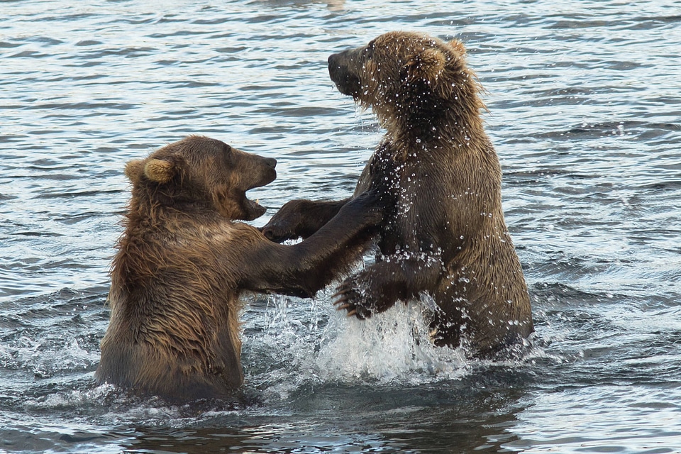 Playful wrestling between two Kodiak brown bears