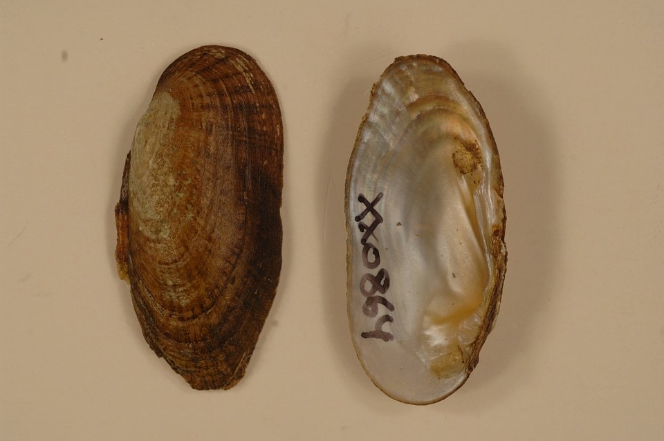 Medionidus conradicus-2