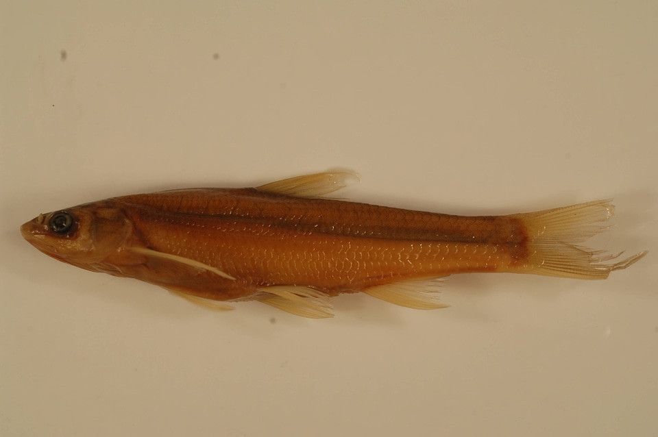 Platygobio gracilis