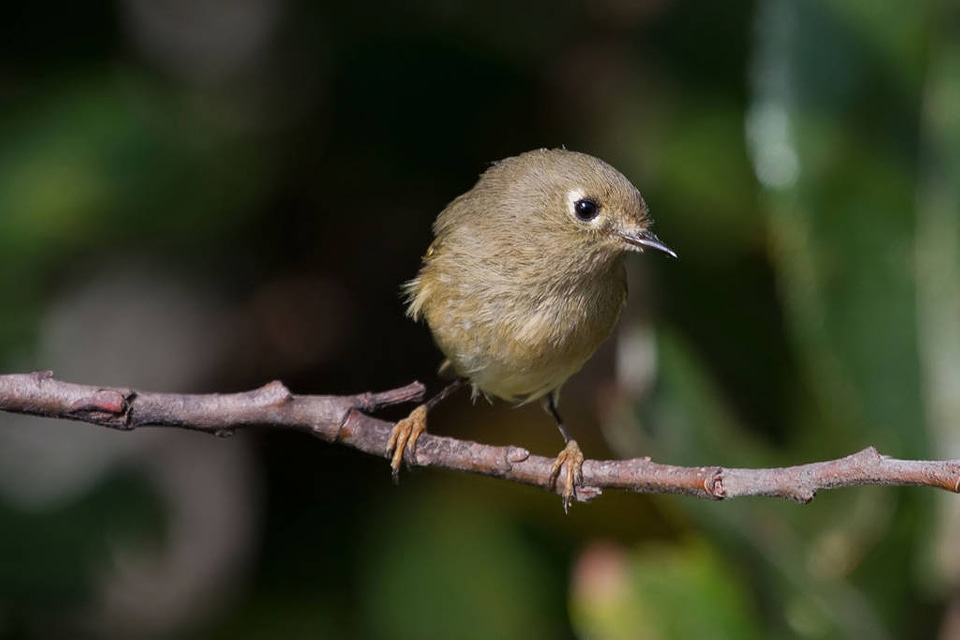 Ruby-crowned Kinglet-2