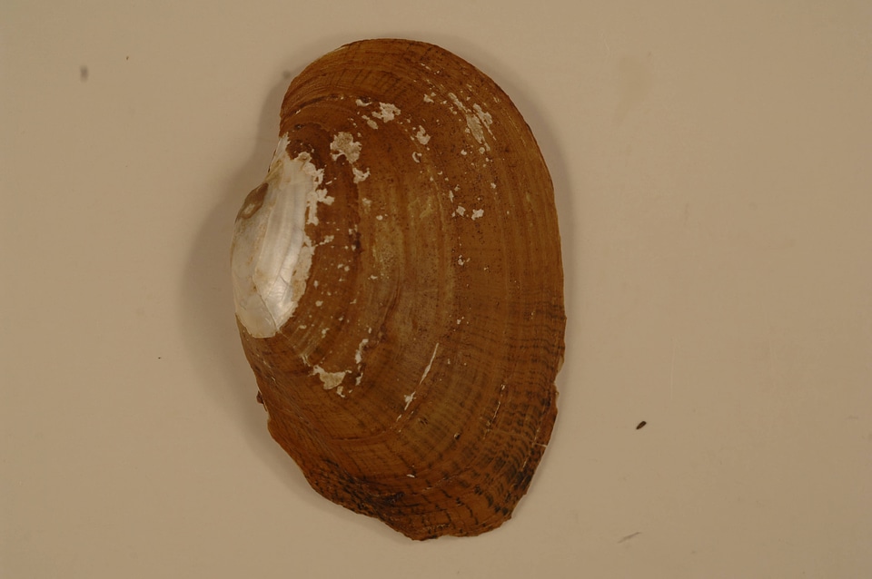 Lampsilis fasciola(outside)