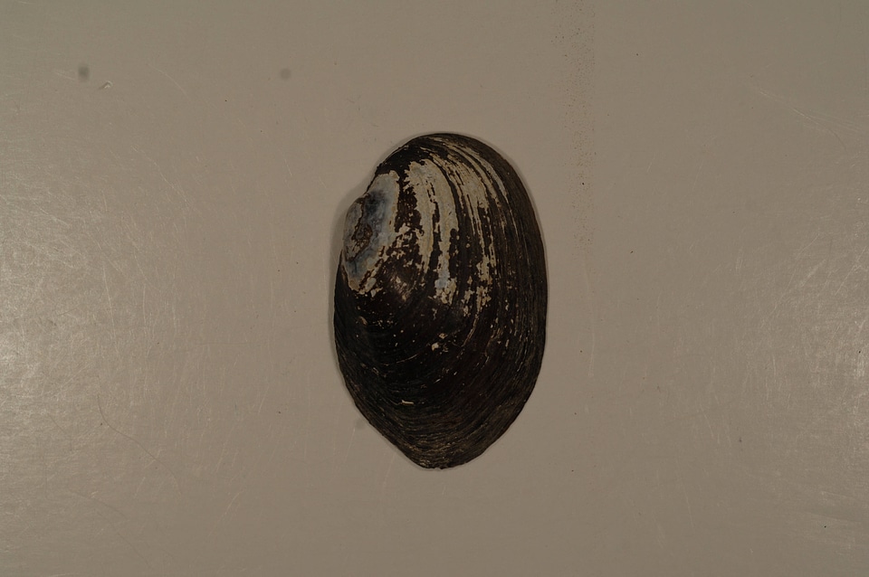 Villosa vanuxemensis (outside)