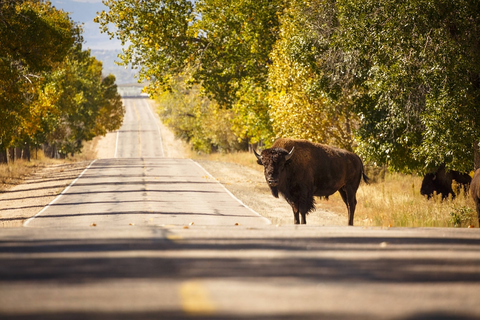 Bison at Rocky Mountain Arsenal National Wildlife Refuge-1