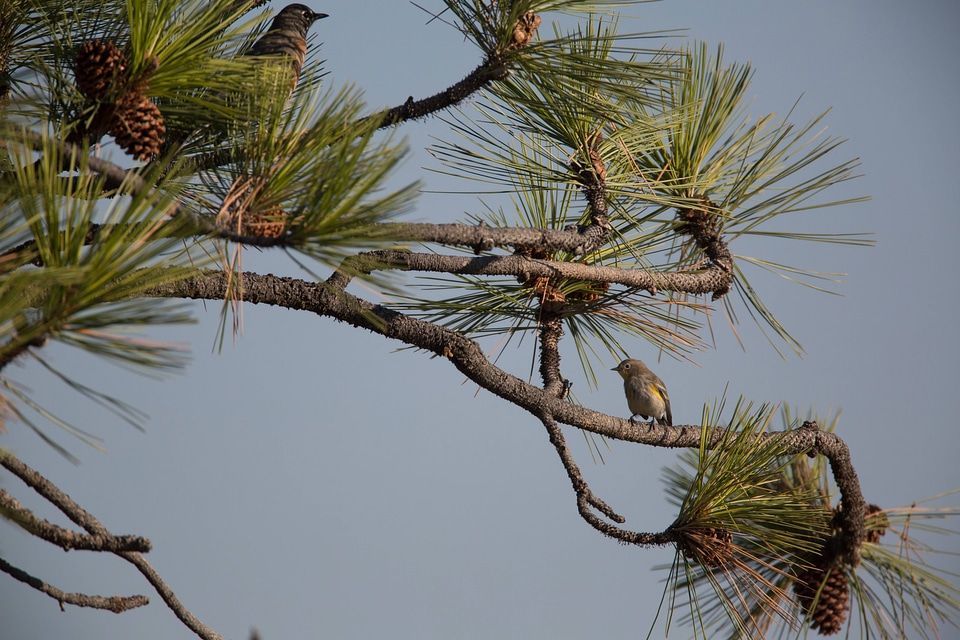 Yellow-rumped Warbler in pine