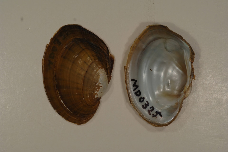 Lampsilis sp.-1