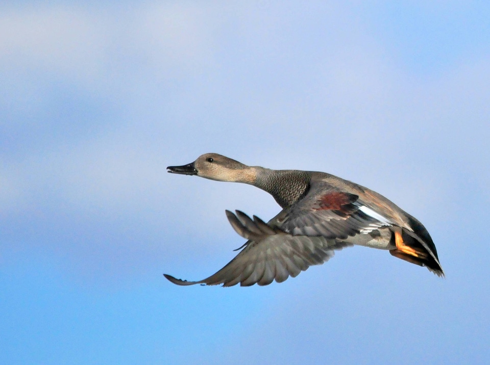 Gadwall drake on Seedskadee National Wildlife Refuge
