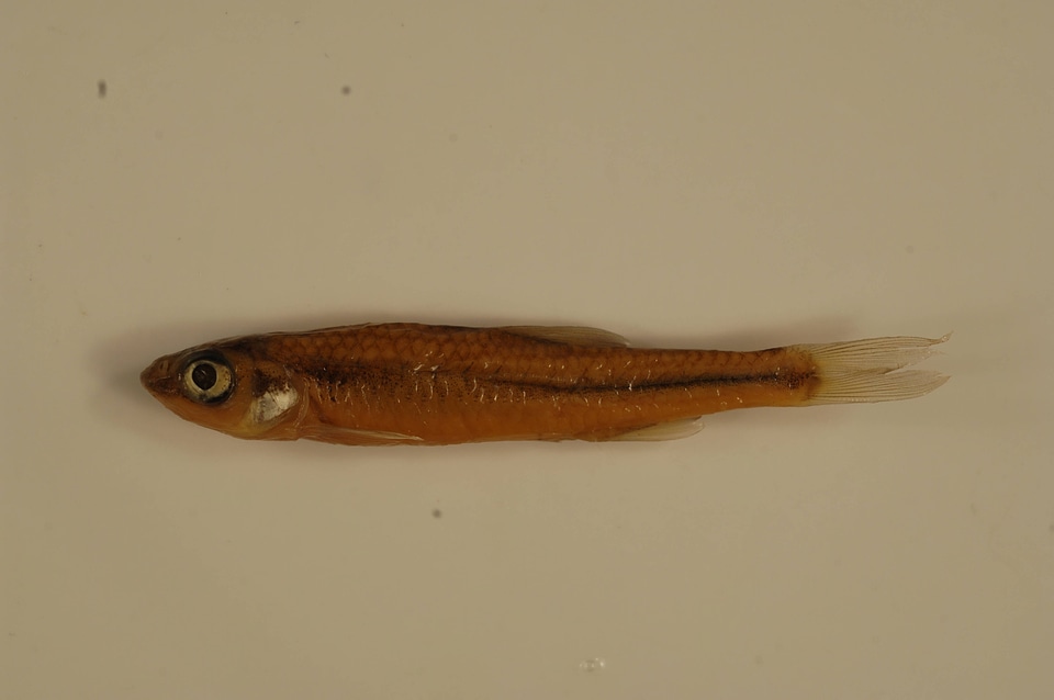 Notropis stramineus-1
