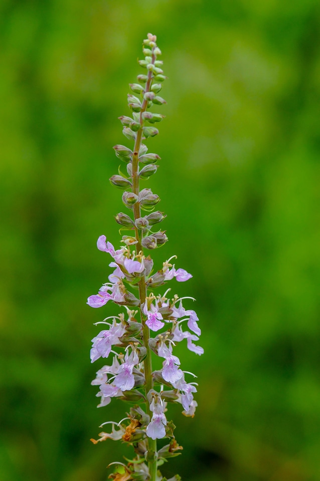 Beardtongue
