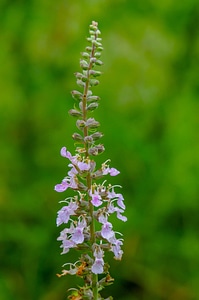 Beardtongue photo