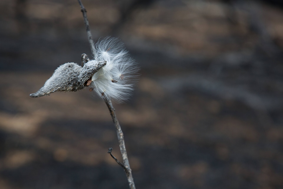 Prescribed burn at NCTC-1