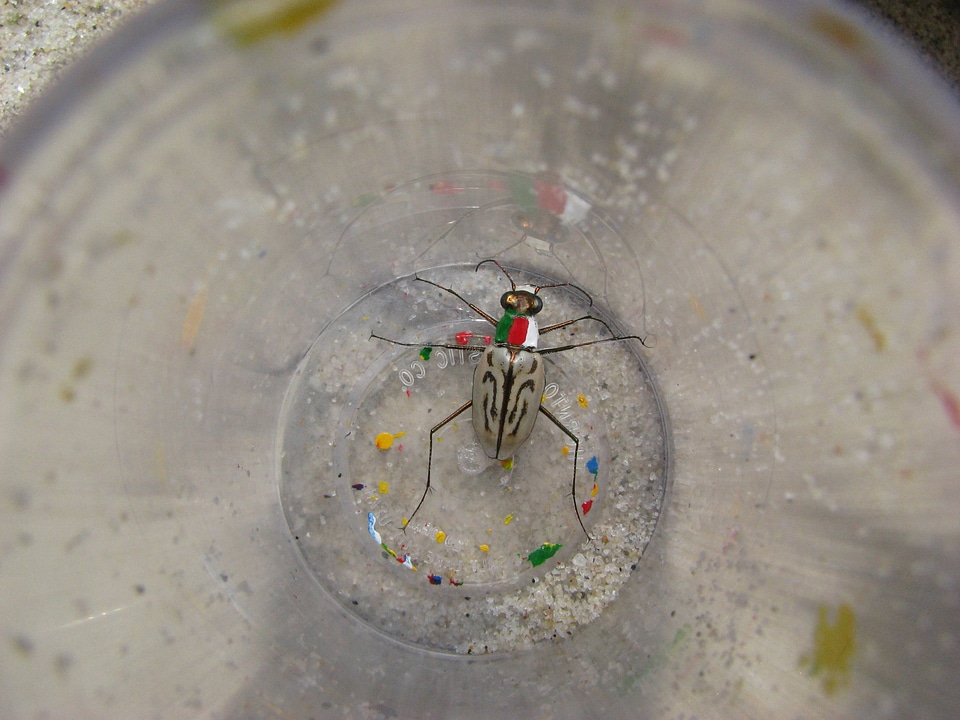 Northeastern beach tiger beetle-1
