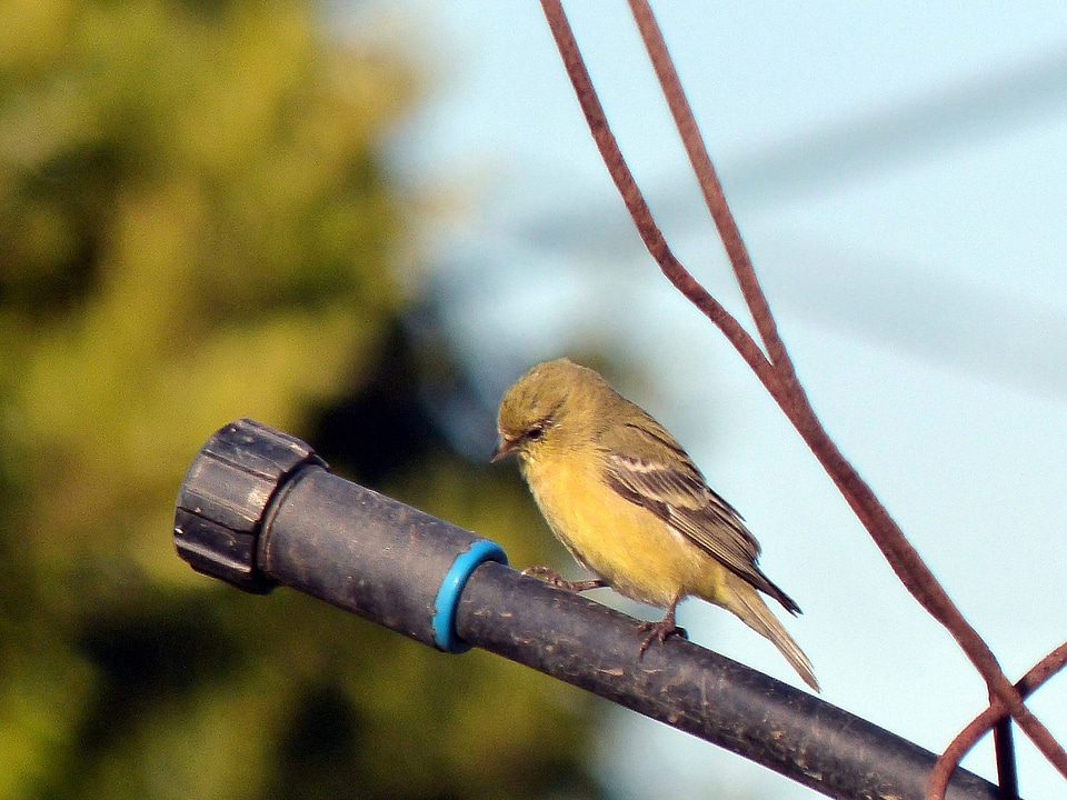 American Goldfinch