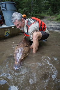 Fisheries biologist releases Gulf sturgeon 