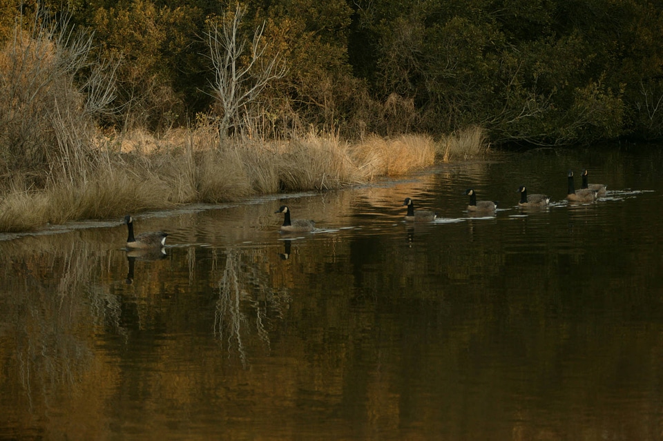Canada Geese swimming in a line