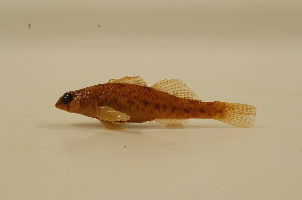 Etheostoma olmstedi x nigrum