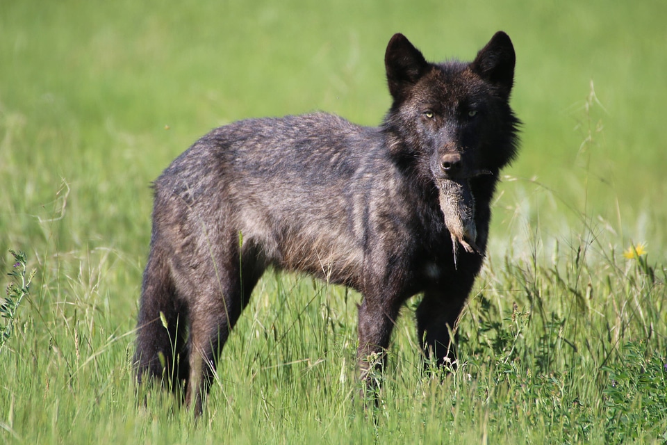 Black wolf catches a Uinta ground squirrel