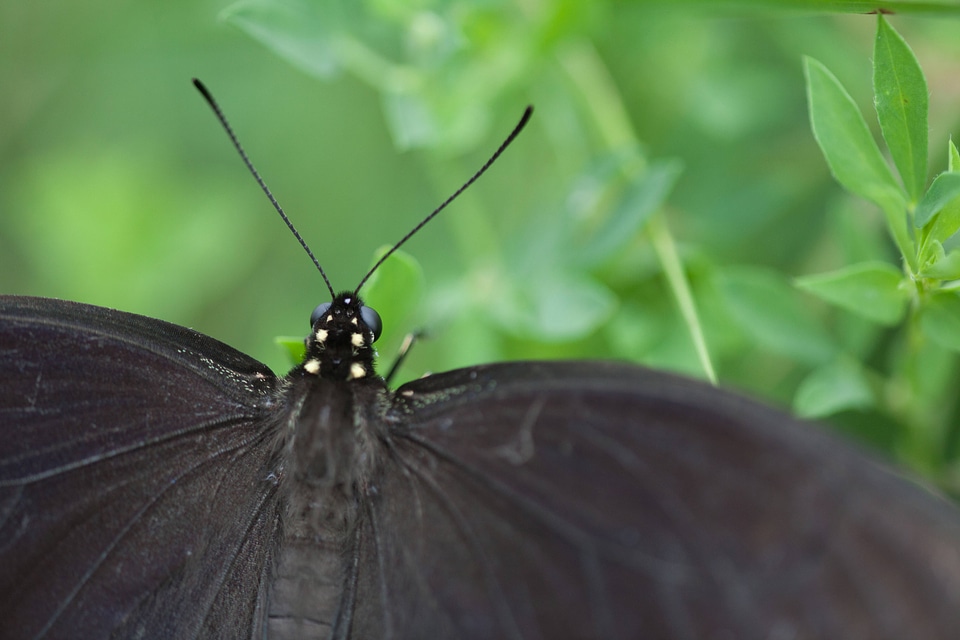 Spicebush Swallowtail