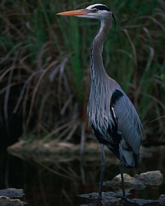 Great blue heron-1 photo