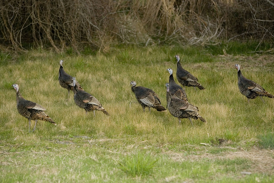 Wild turkeys at Aransas National Wildlife Refuge