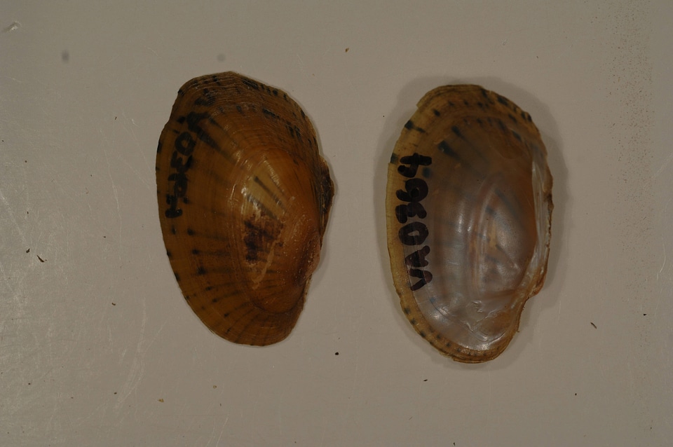 Ortmanniana pectorosa-2