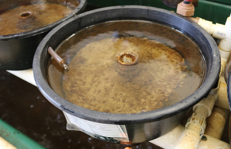 Rearing pans at the Virginia Department of Game and Inland Fisheries’ Aquatic Wildlife Conservation Center