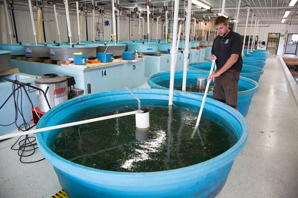 Biologist cleans Lake sturgeon tanks