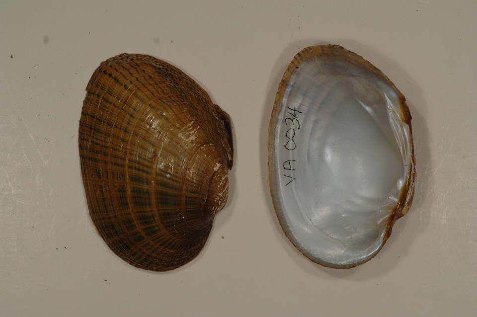Lampsilis fasciola-3