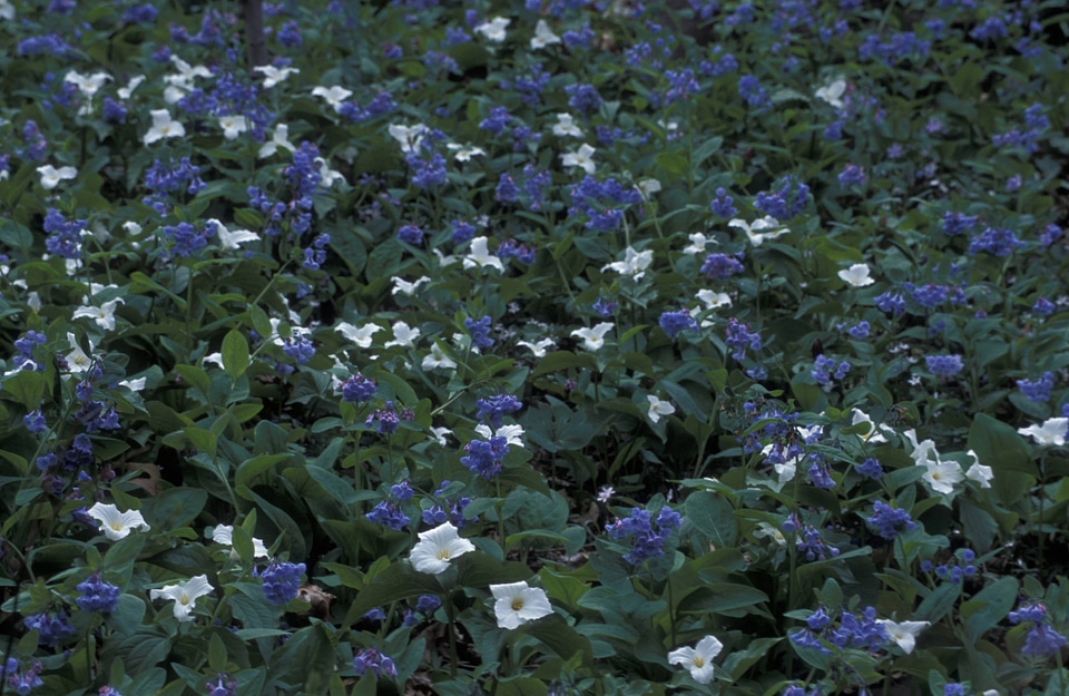 White trillium and Virginia bluebells