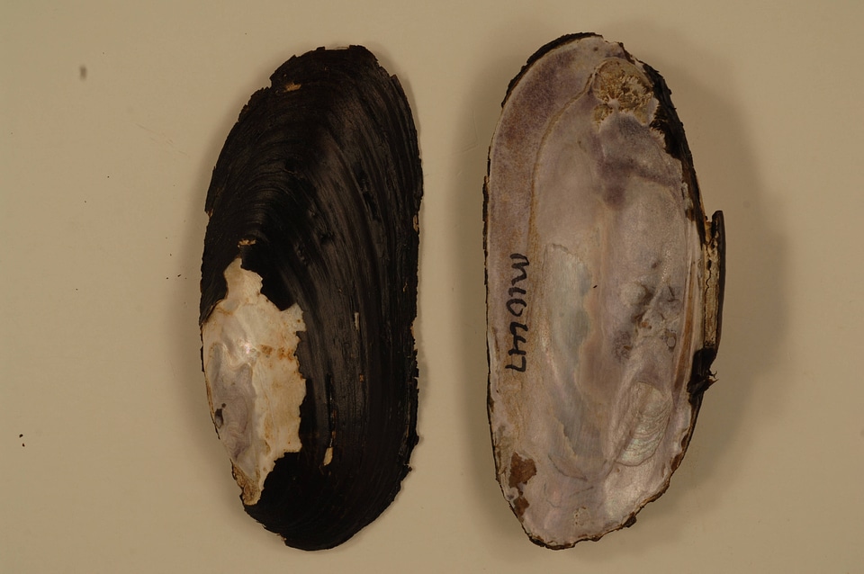 Elliptio dilatata-1
