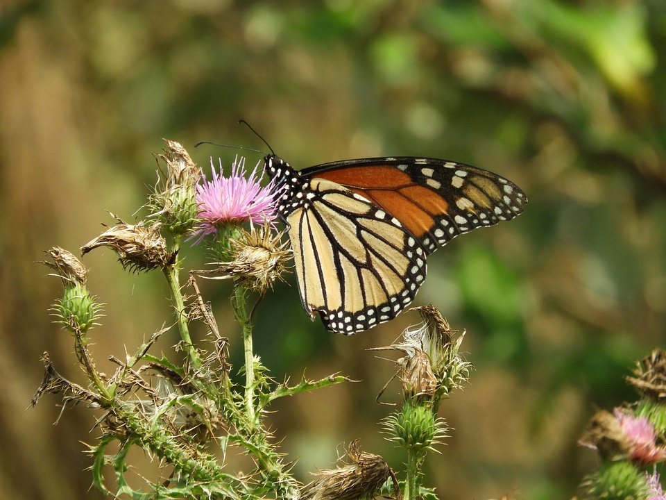 Monarch butterfly -2