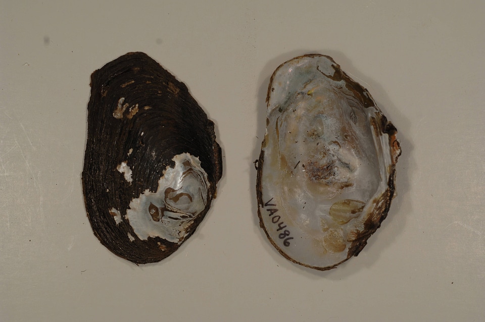 Fusconaia masoni