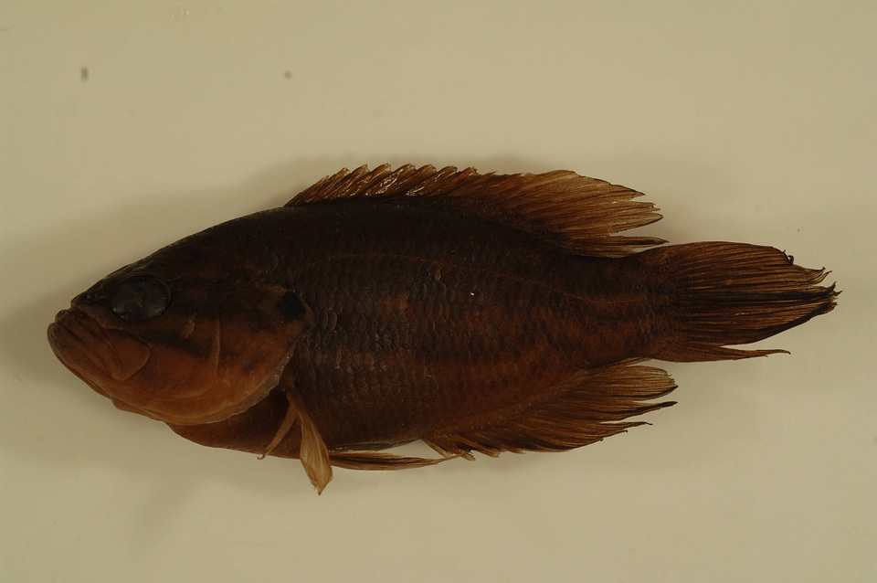Acantharchus pomotis