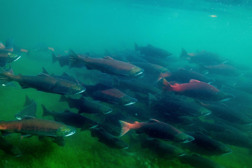  Sockeye Salmon-2