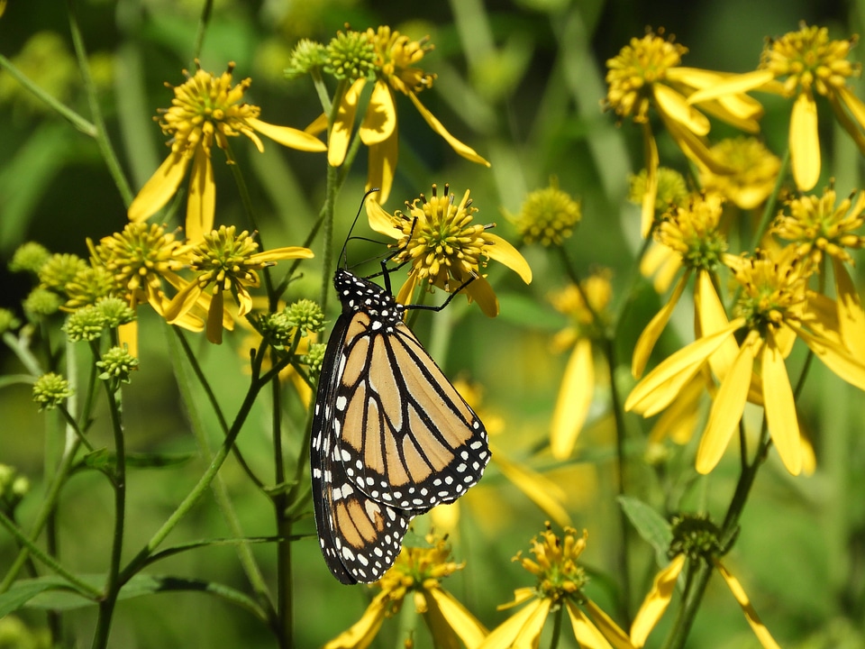 Monarch butterfly -1