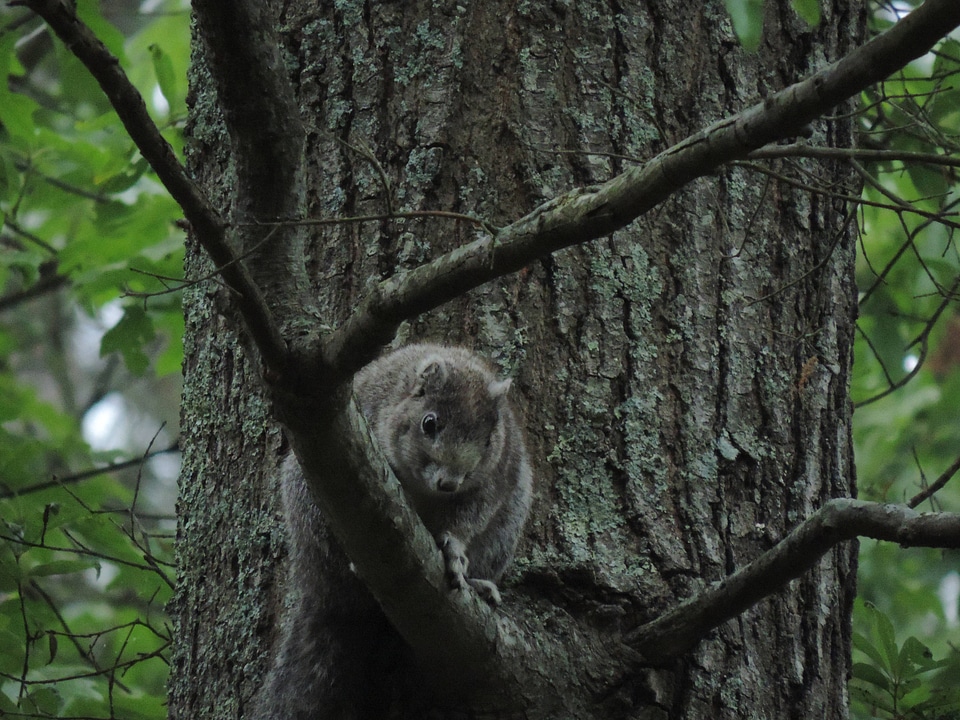 Delmarva Peninsula fox squirrel-1