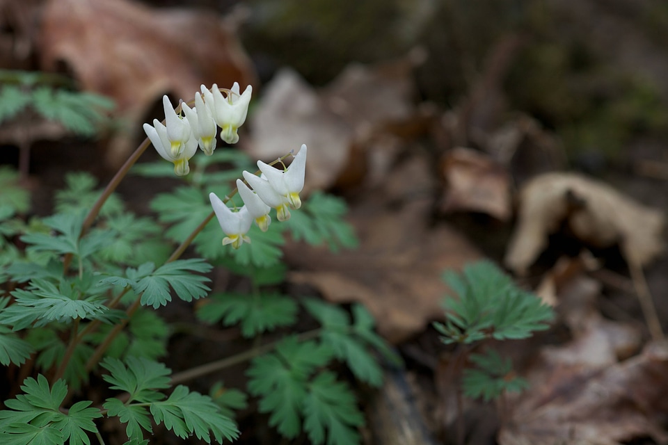Dutchman's Breeches
